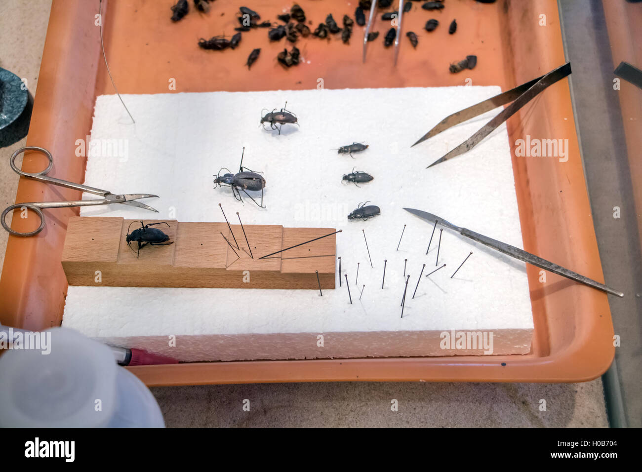 preparing the collection of beetles on the table entomologist Stock Photo