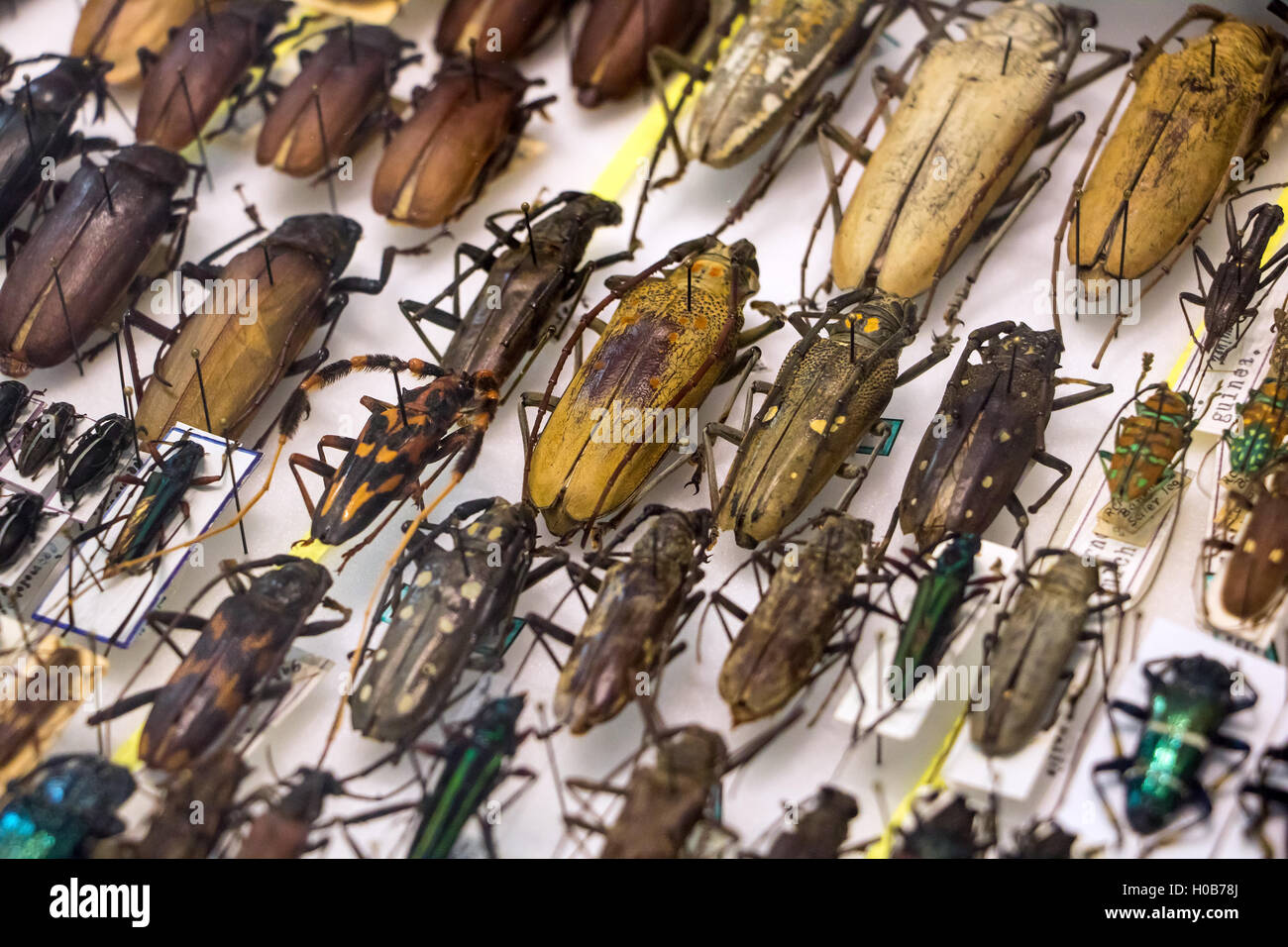 Collection of beetle with pin.Insect collection of entomologist. Stock Photo