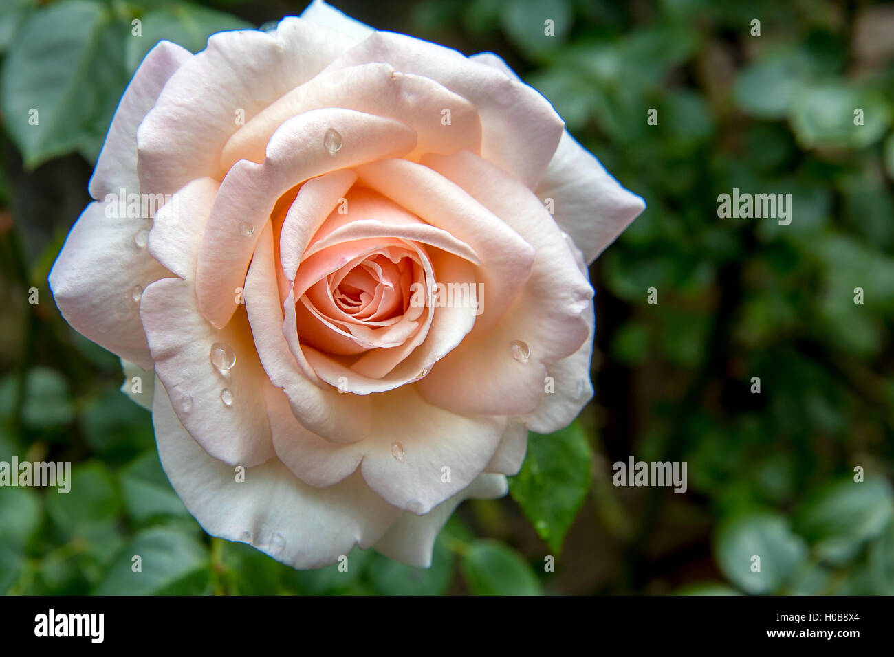 Flower pink rose with water drops Stock Photo - Alamy