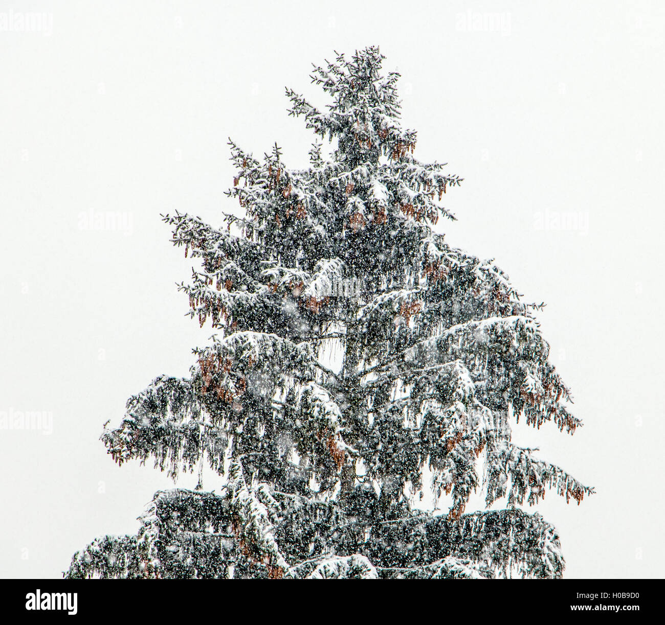 Heavy snowfall in the winter forest. Blizzard around spruce with cones. Snow falls on evergreen tree. Stock Photo