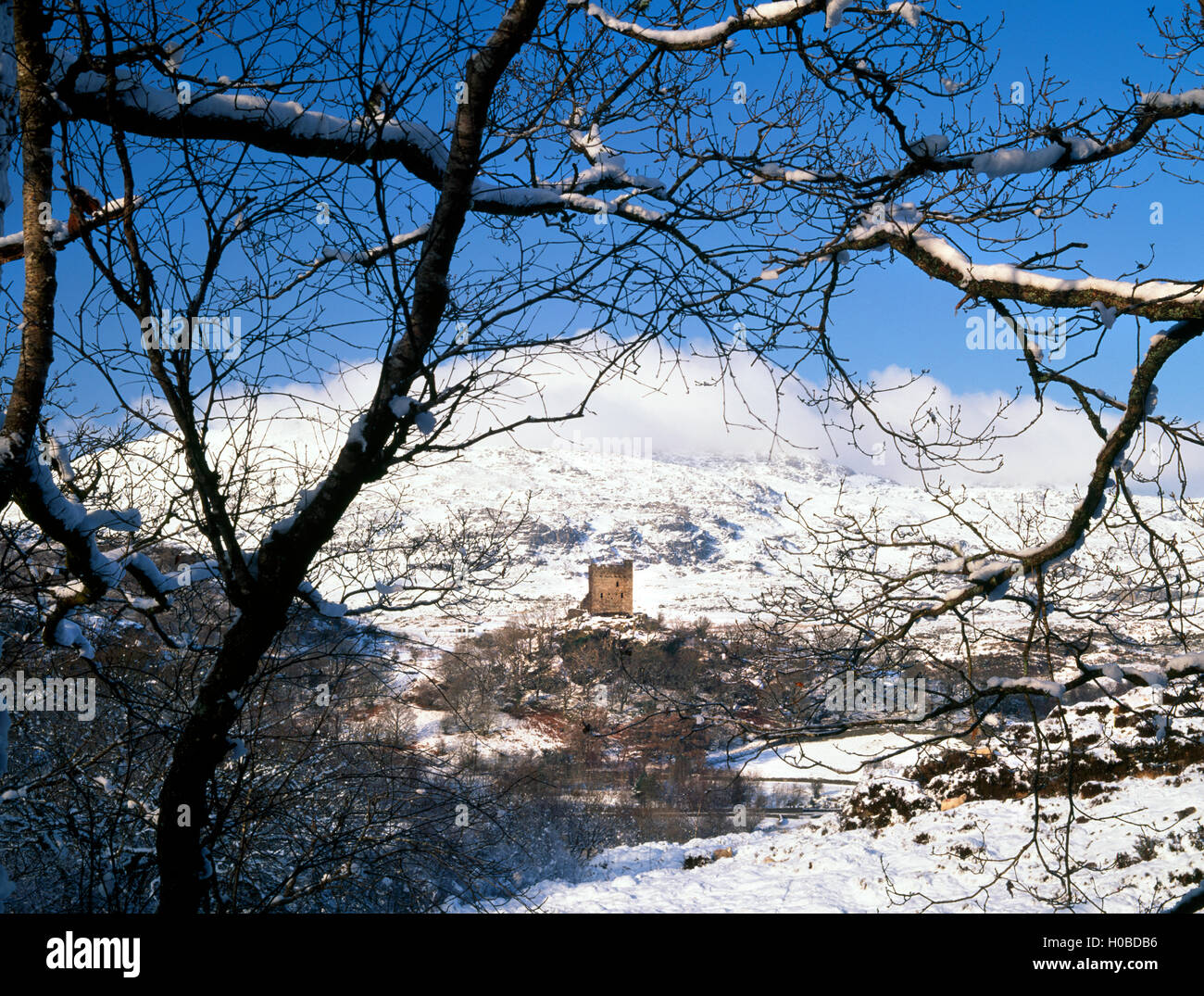 Looking through birch trees to Castell Dolwyddelan perched on a rocky knoll above the Lledr valley. Stock Photo