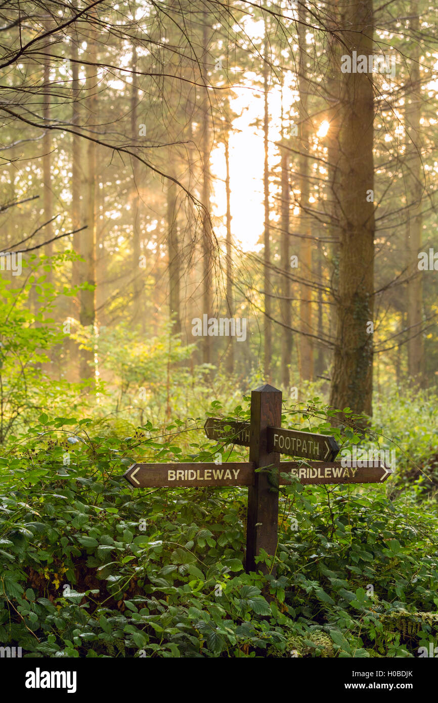 Footpath and bridleway signpost in a Welsh forest. Stock Photo
