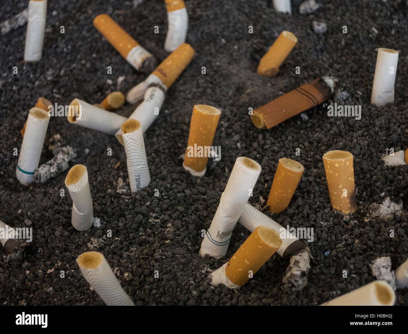 Cigarette butts Stock Photo