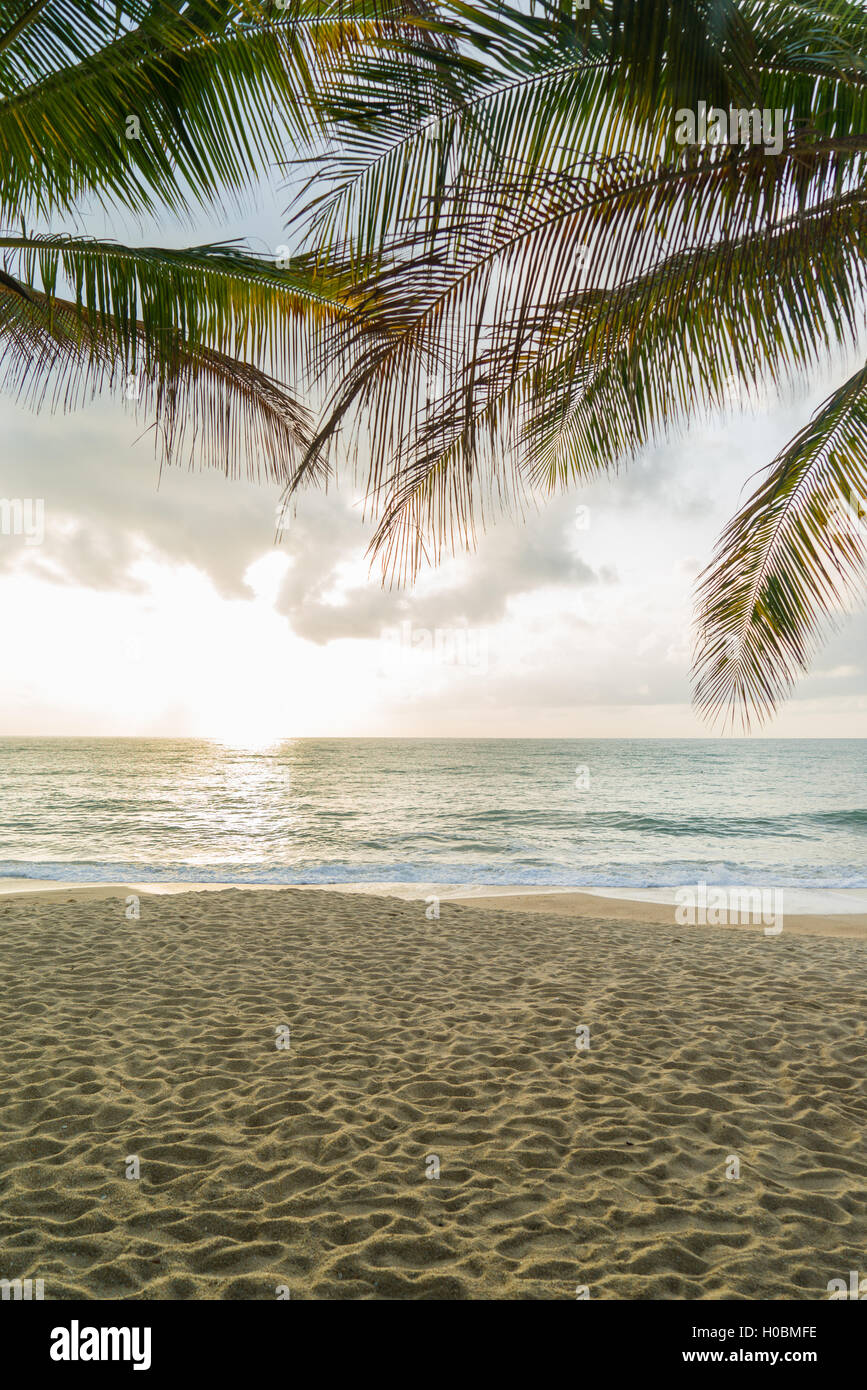 A Tropical beach with coconut trees Stock Photo - Alamy