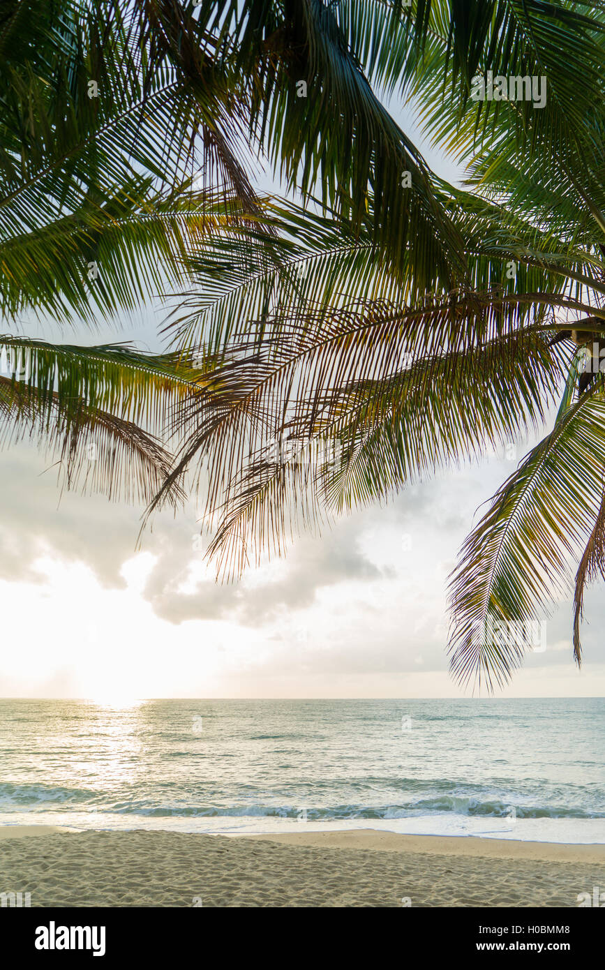 A Tropical beach with coconut trees Stock Photo - Alamy
