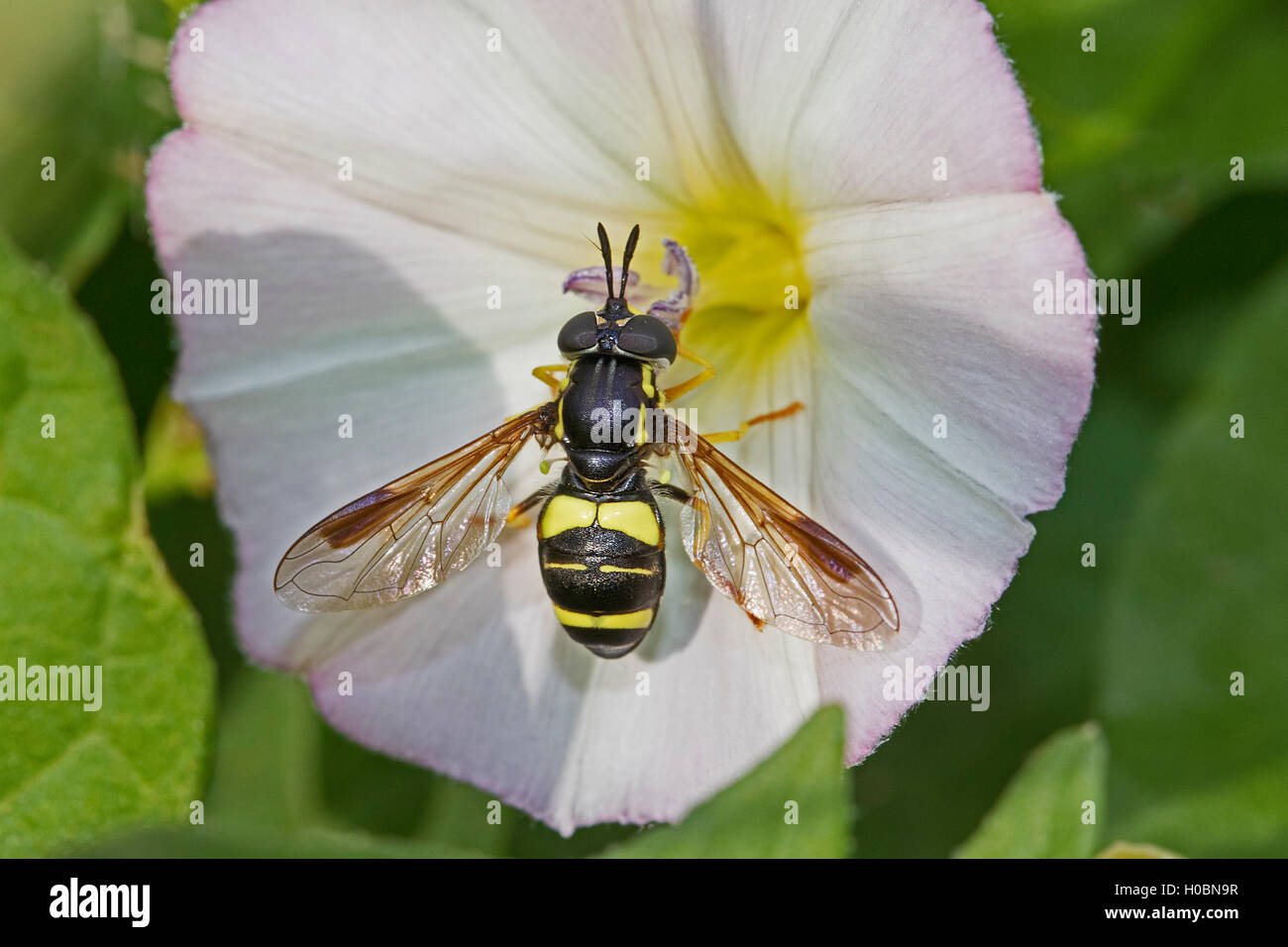Hoverfly  (Chrysotoxum bicinctum)  feeding on field bindweed Stock Photo