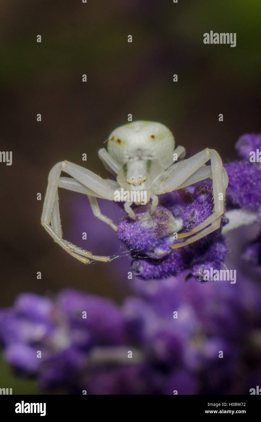 White crab spider on a flower Stock Photo