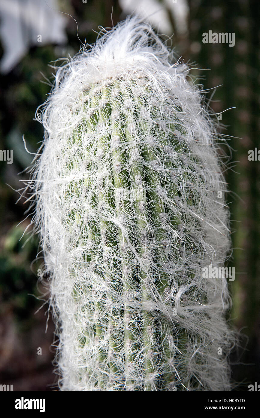 Cephalocereus senilis,cephalocereus, cactus, old, man, surface, cultivation, hairy, natural, sharp, botanical, montjuich, barcel Stock Photo