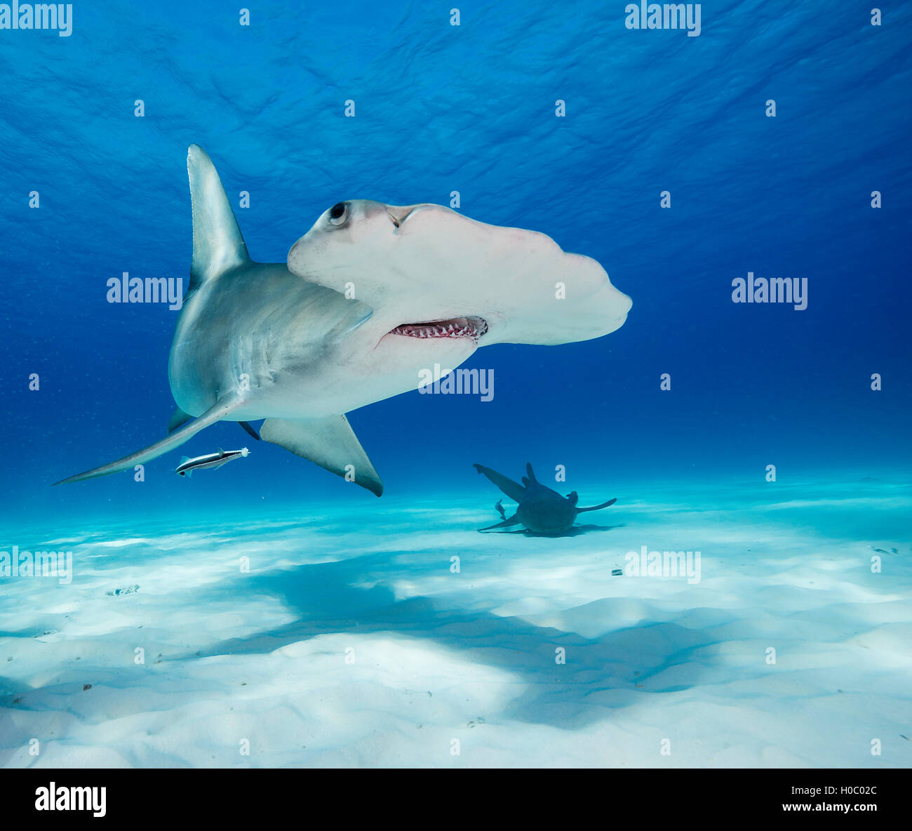 Hammerhead shark underwater in Bimini Bahamas. Image was taken near the