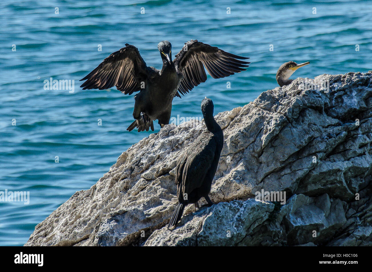 Cormorants nest in colonies around the shore, on trees, islets or cliffs. They are coastal rather than oceanic birds. Some have colonised inland water Stock Photo