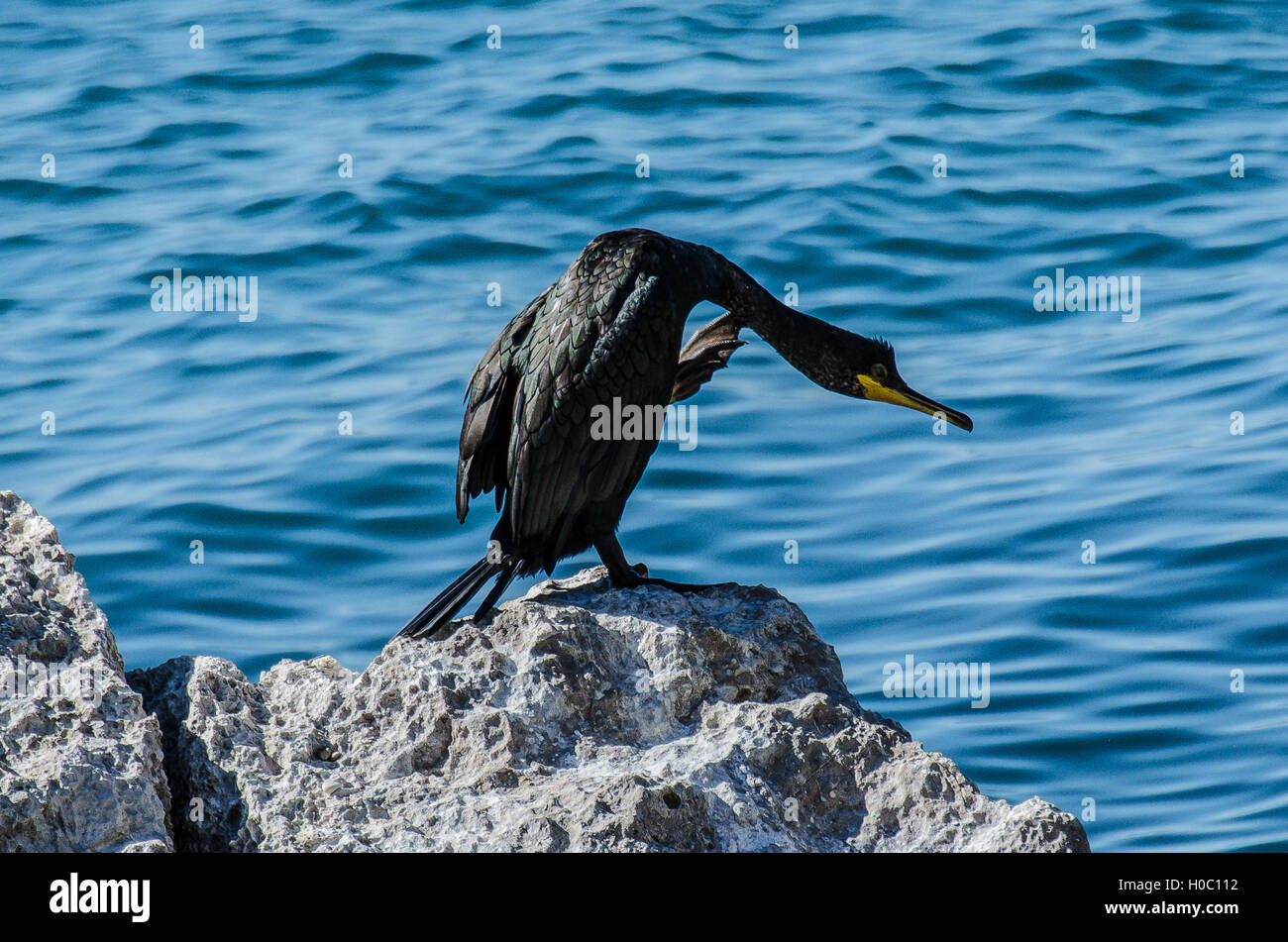 Miramare Castle and park were built Ferdinand Maximilian of the House