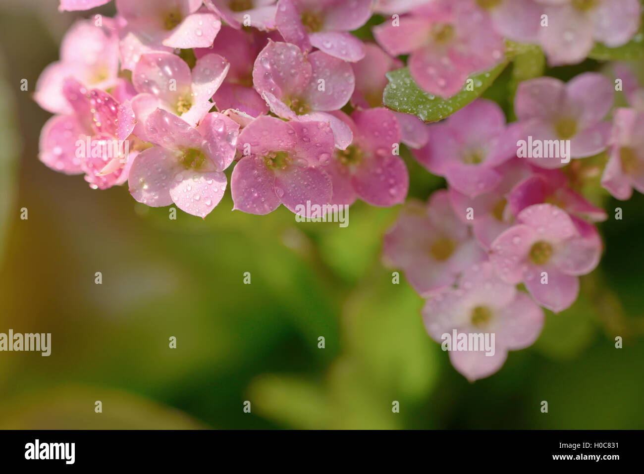 Hydrangea Drop In Beautiful hydrangea with drops in the sunset in the garden Stock Photo ...