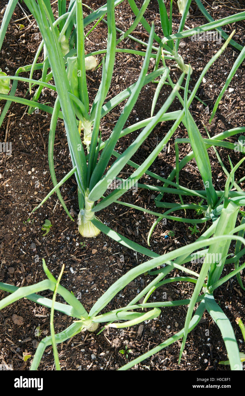 Onions growing hi-res stock photography and images - Alamy