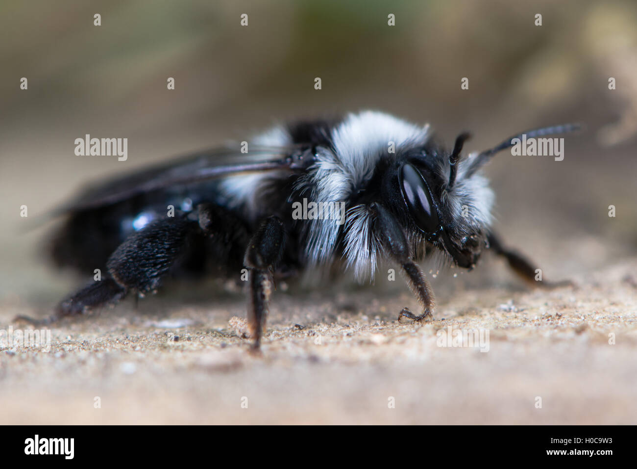 Second generation ashy mining bee (Andrena cineria). Female insect in the family Andrenidae, showing long black and white hair Stock Photo