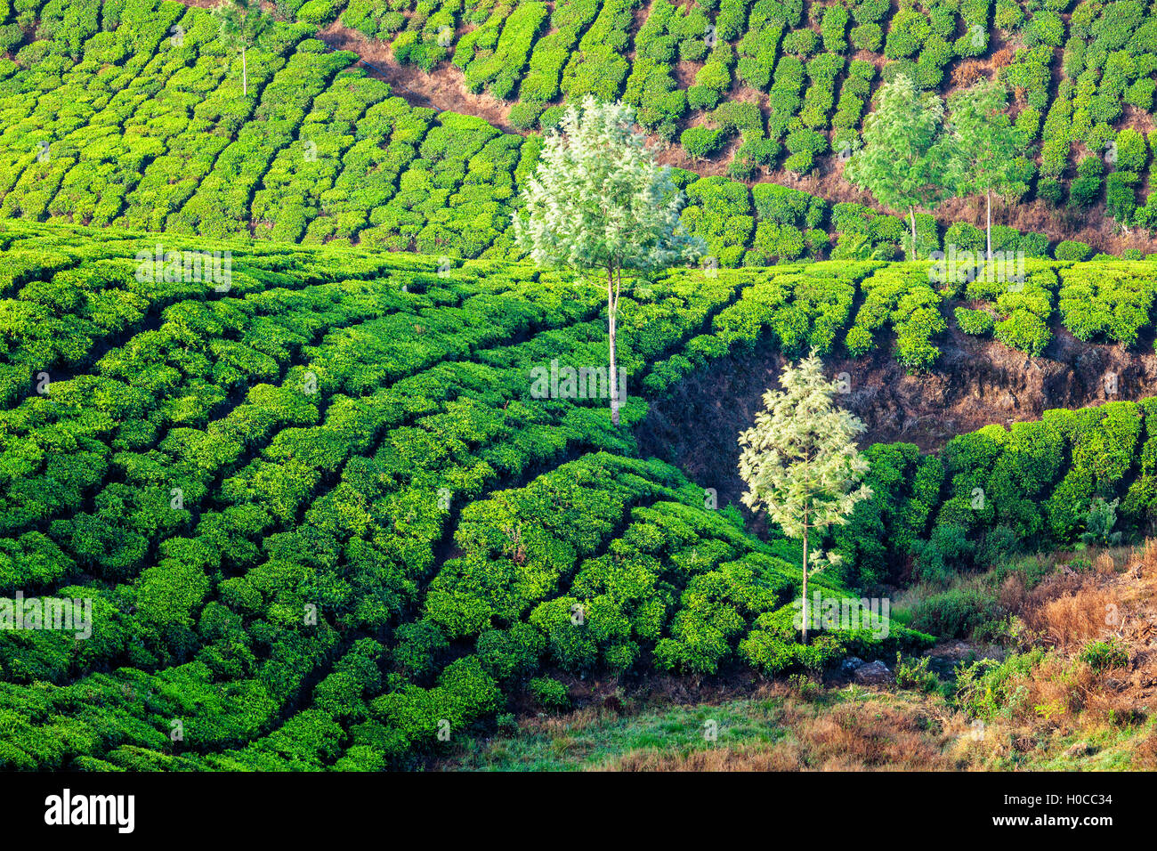 Green tea plantations Stock Photo Alamy