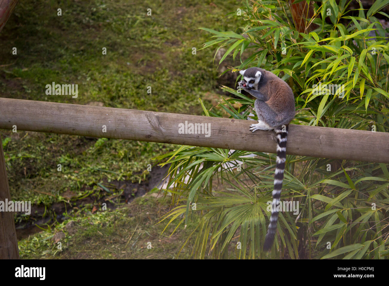Ring tailed lemur sitting on a log eating a piece of fruit with his hands Stock Photo