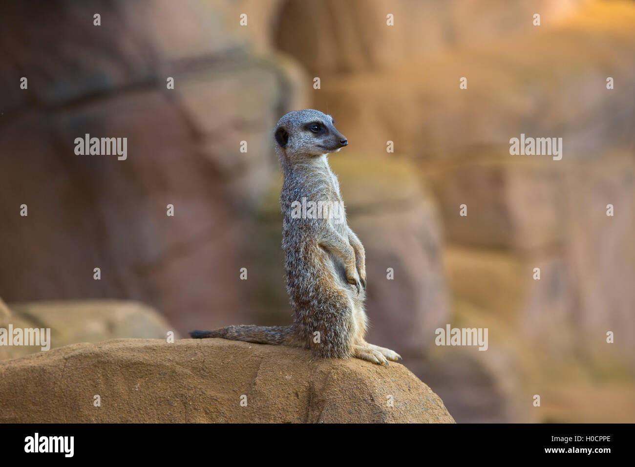 Meerkat standing on a rock Stock Photo