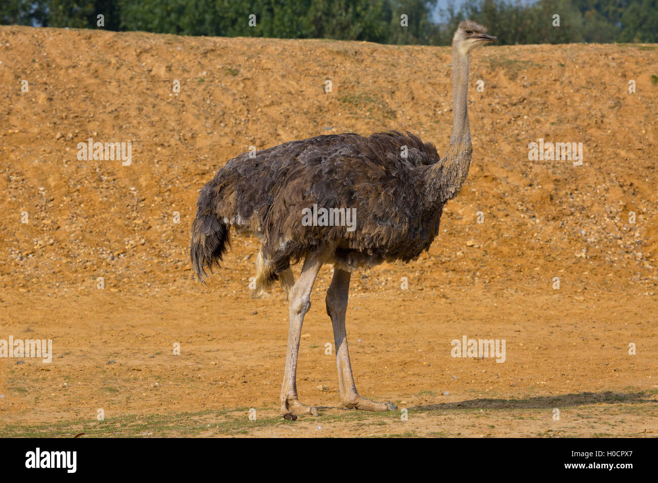 Head of a female ostrich in the desert Stock Photo