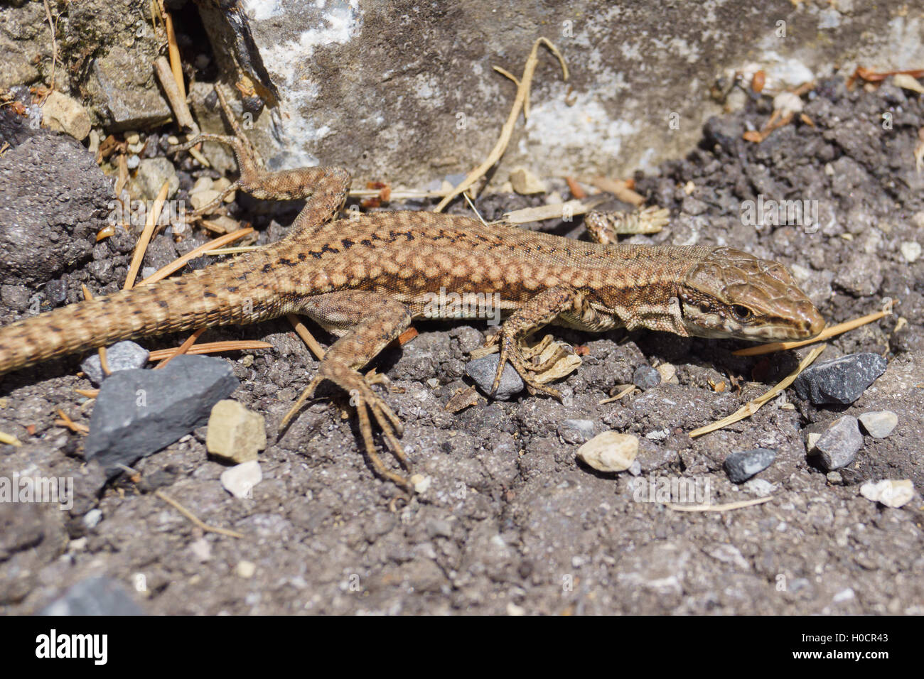 Mountain lizard with scales Stock Photo
