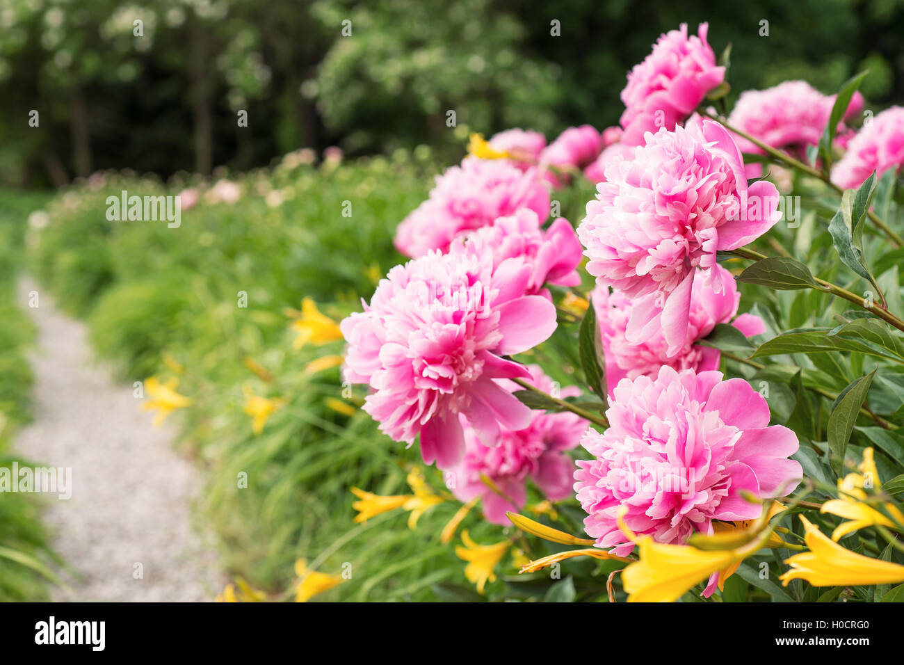 Flowers pink peonies in the garden Stock Photo - Alamy