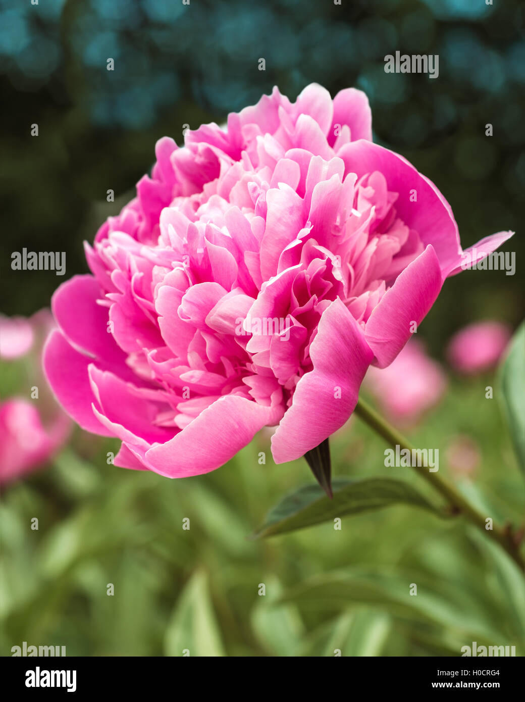 Flowers pink peonies in the garden Stock Photo - Alamy