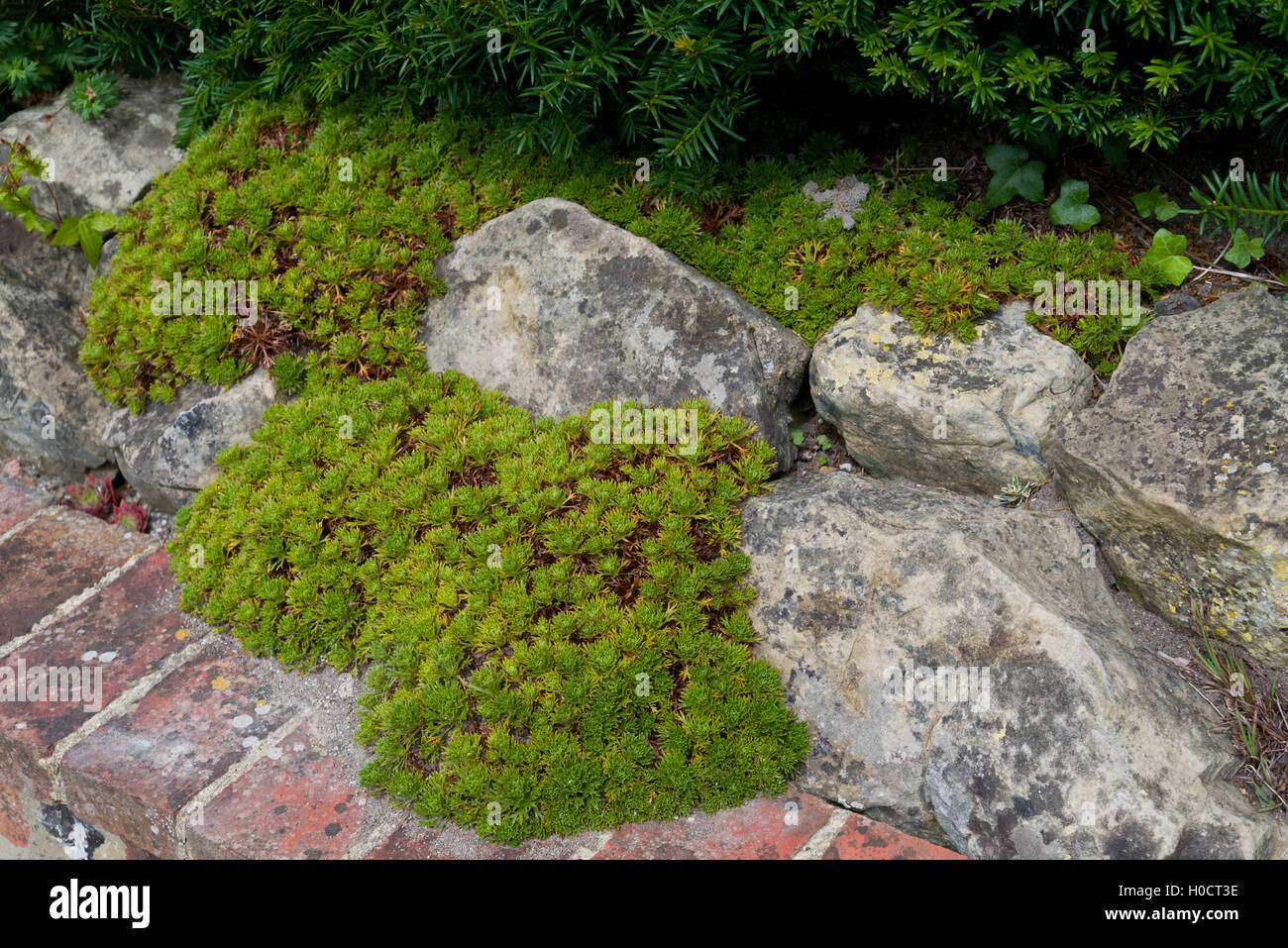 Ground cover plant growing between rocks and bricks. Stock Photo
