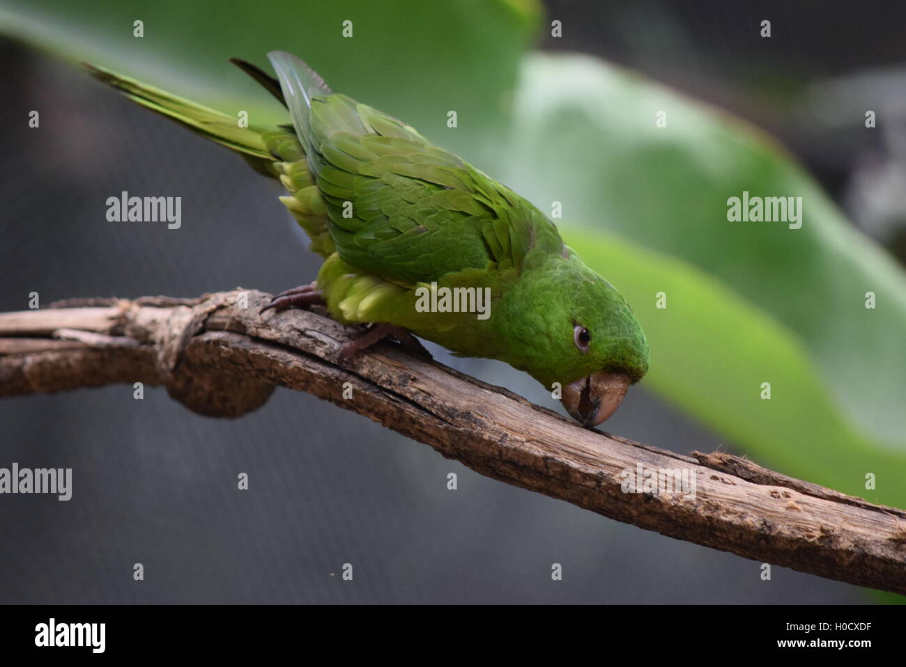 Parakeet Looking Rough Green Parakeet looking out from a trunk at Aurora Zoo Stock Photo - Alamy