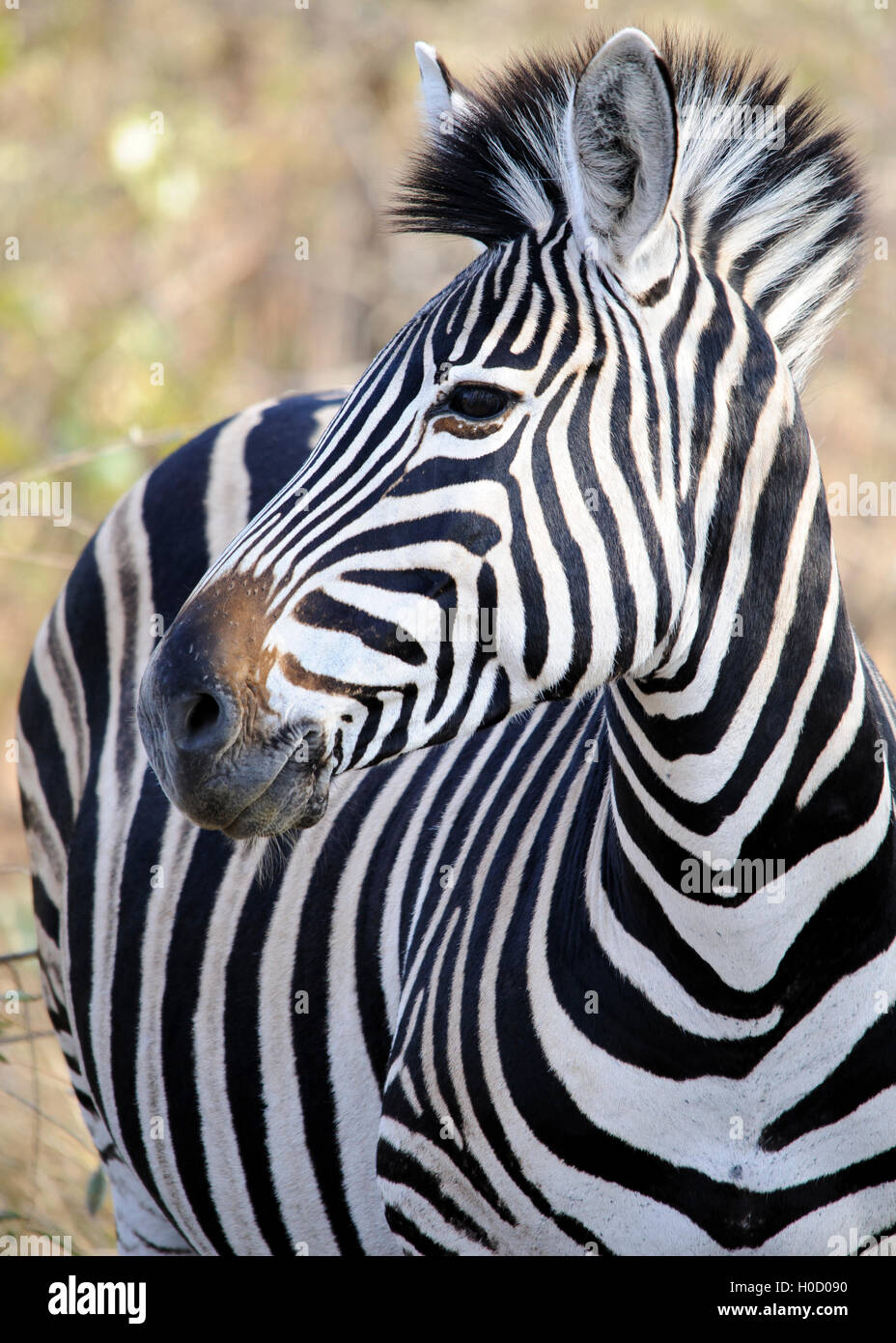 Close-up of a Zebra looking from the side. Burchell's zebra (Equus quagga burchellii), South Africa Stock Photo