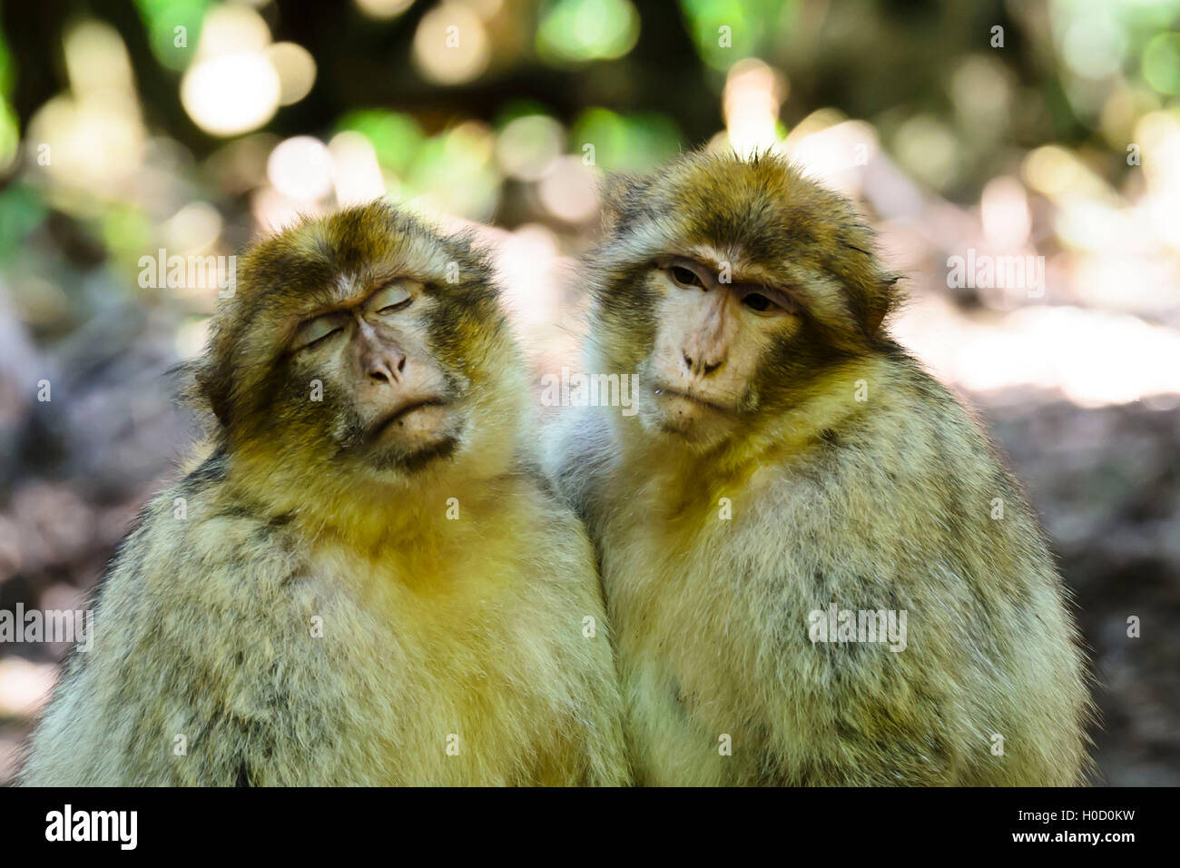 Macaque love hi-res stock photography and images - Alamy