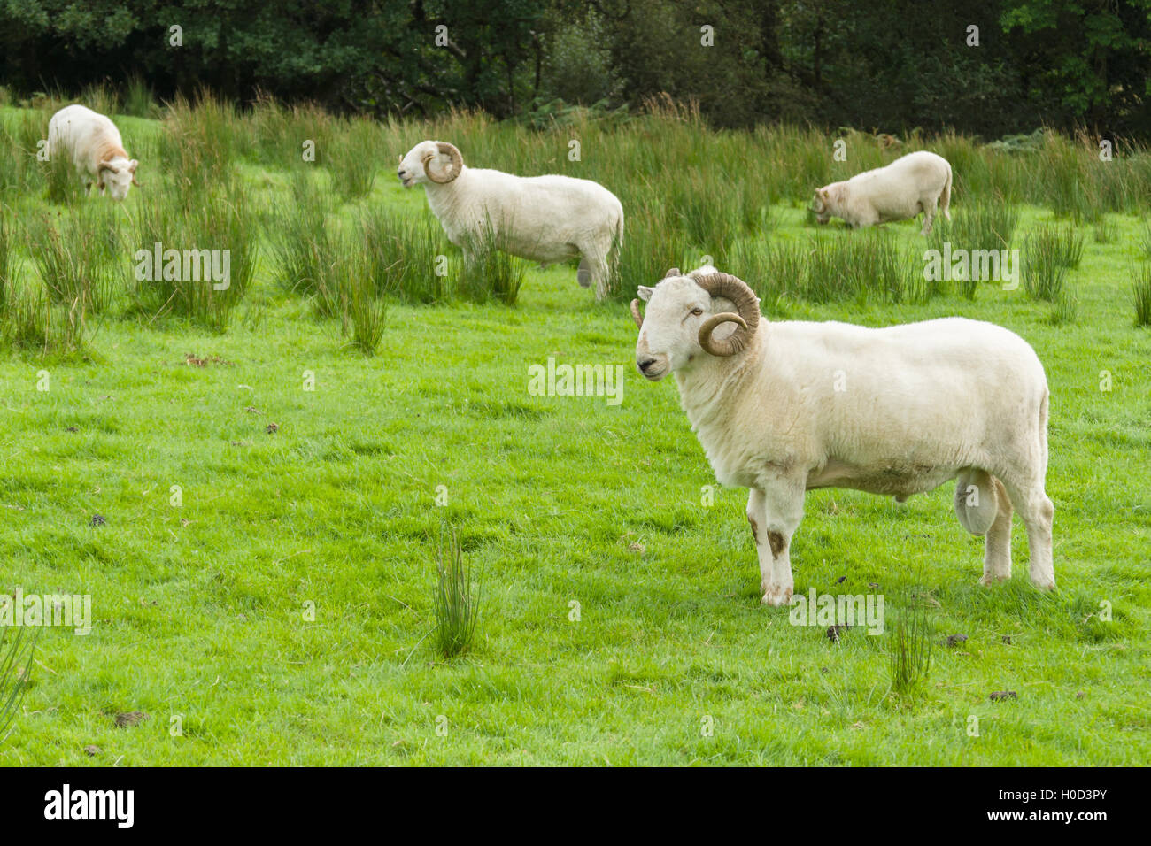 Welsh Mountain sheep flock a hardy breed suited to the harsh mountain