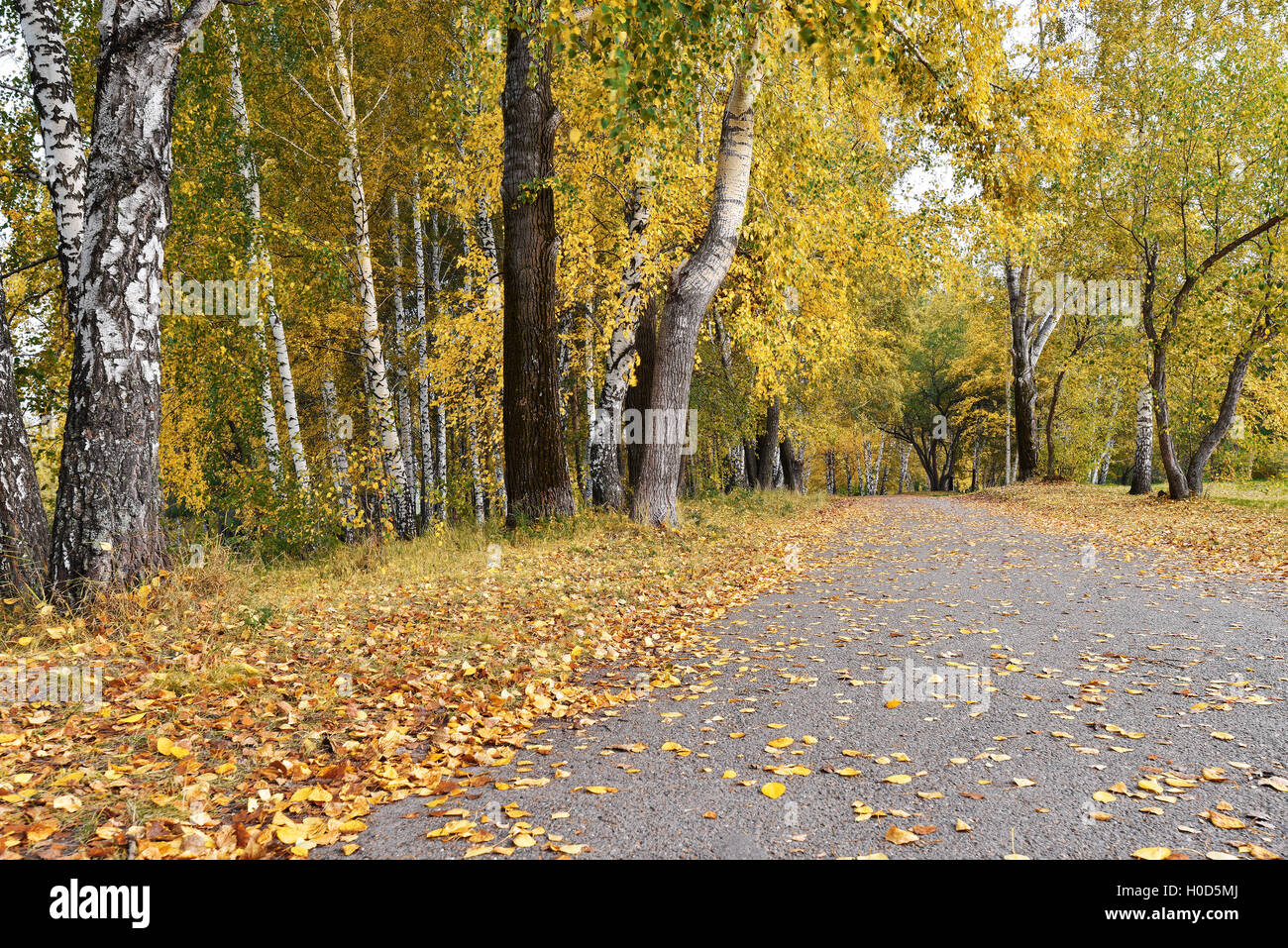 Path in birch grove with yellow leaves in autumn day Stock Photo
