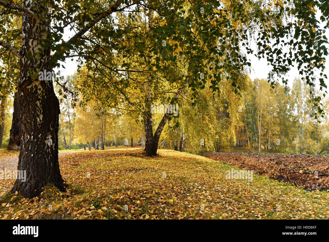 Birch grove with yellow leaves in cloudy autumn day Stock Photo