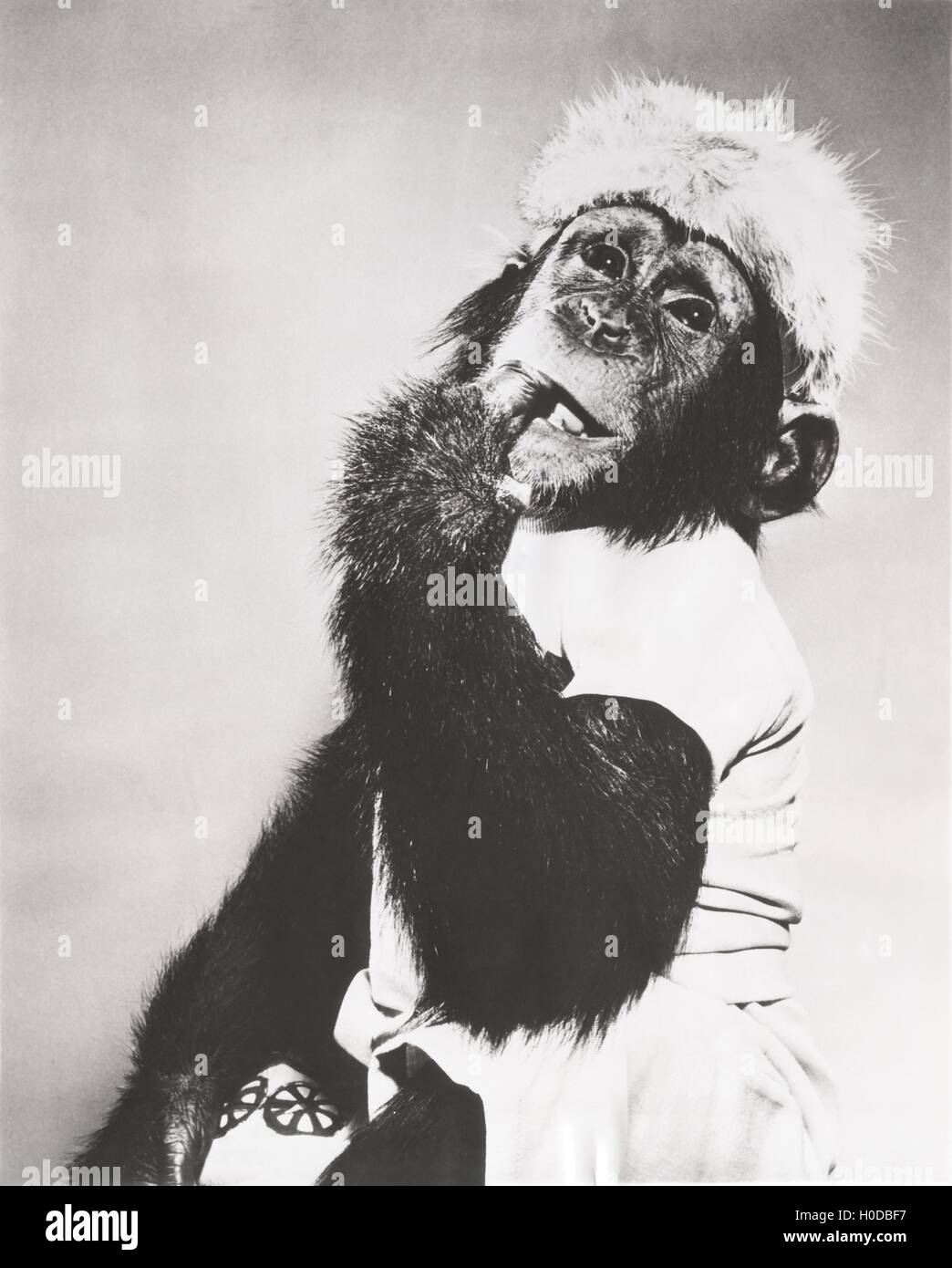 Monkey top hat hires stock photography and images Alamy