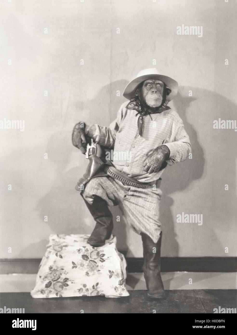 Monkey dressed up like a cowboy Stock Photo
