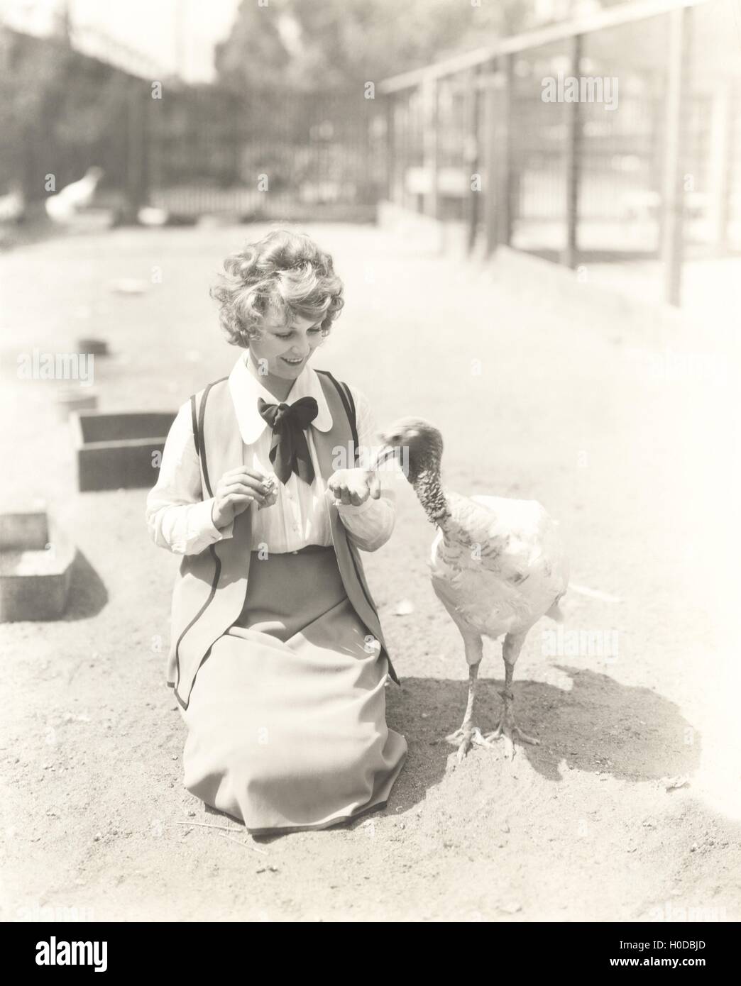 Woman hand feeding turkey Stock Photo