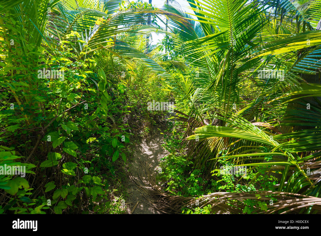 Coconut palm tree in island, view from mountain Stock Photo Alamy
