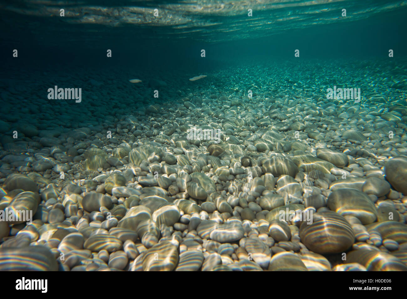 Clear fish hi-res stock photography and images - Alamy