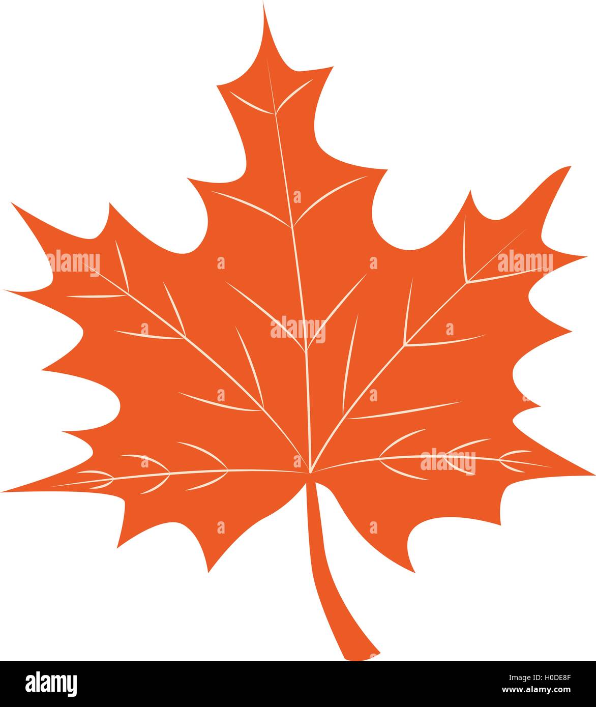 Maple Leaf vector Stock Vector