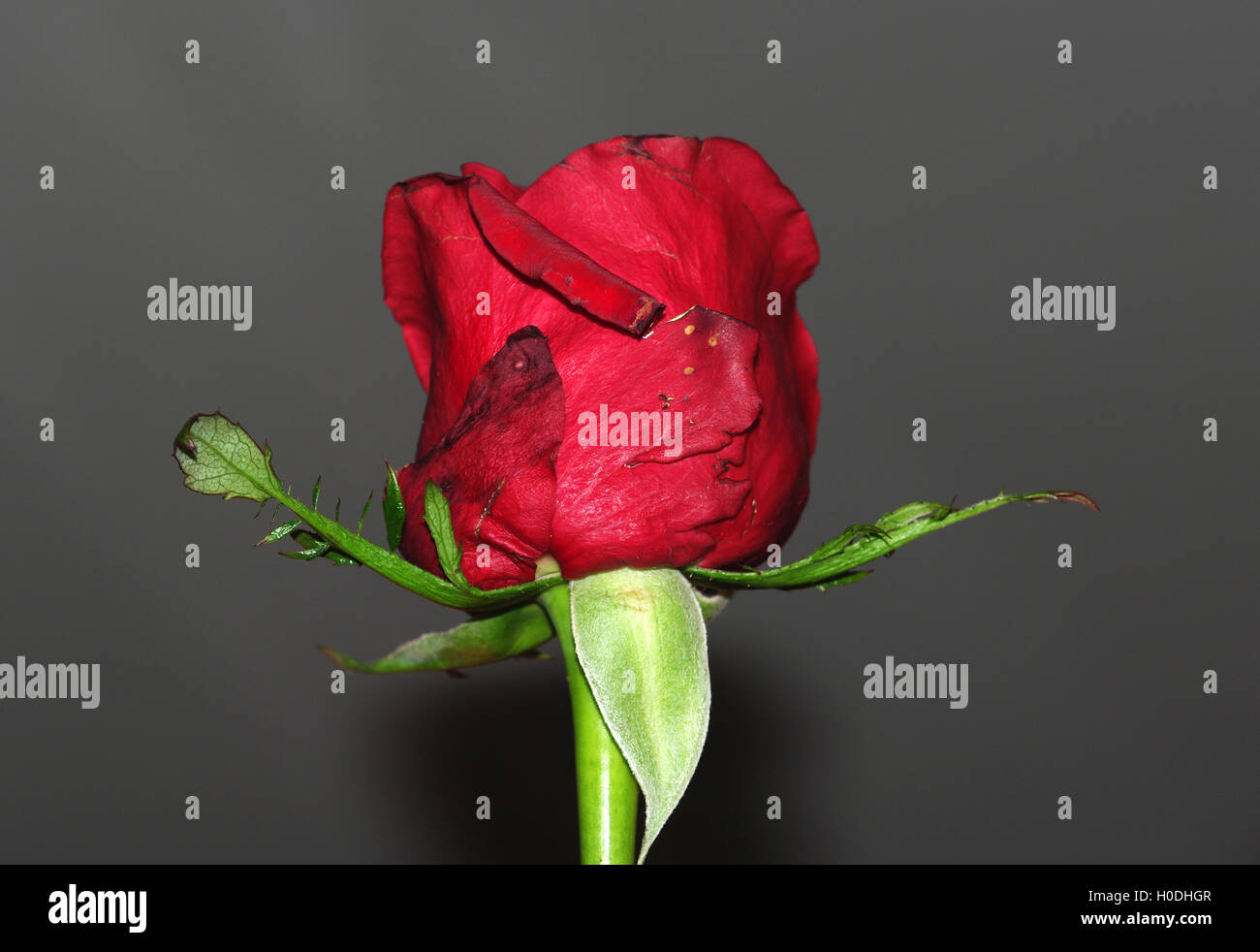 Red rose garden hi-res stock photography and images - Alamy