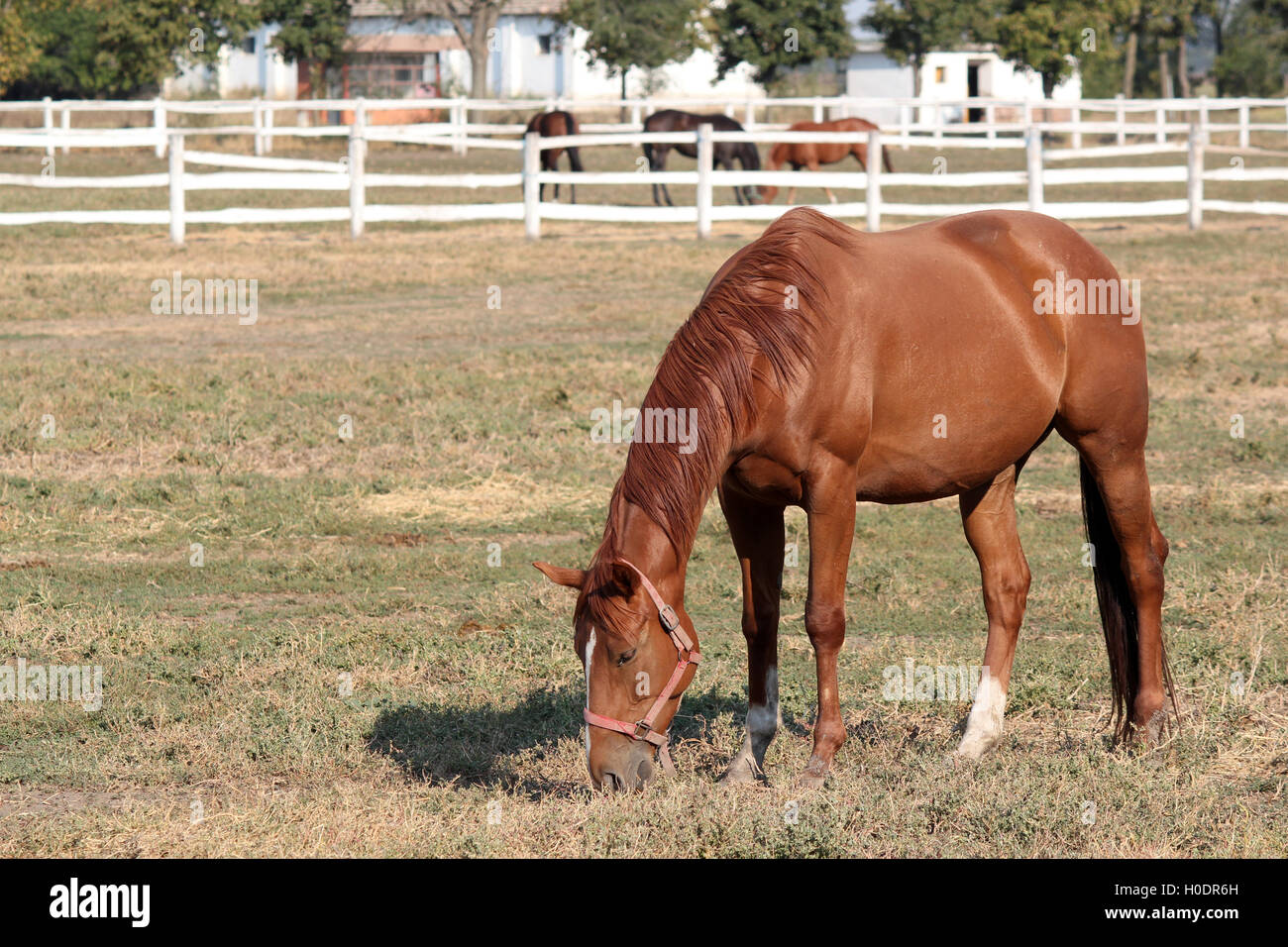 horses in corral ranch scene Stock Photo - Alamy