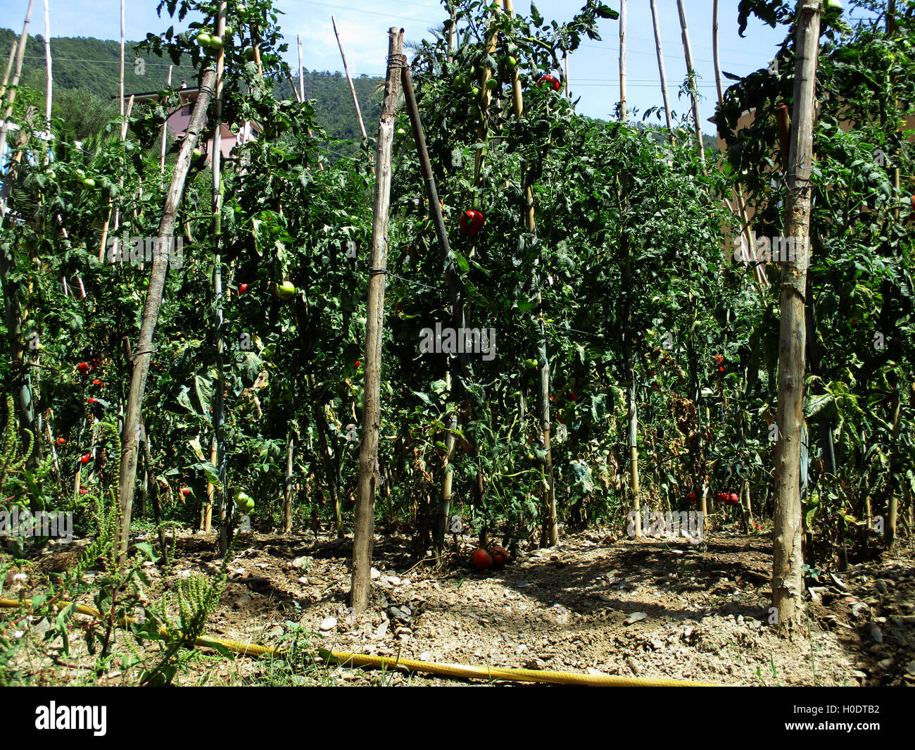 Tomato plants that ripen in the sun Stock Photo Alamy