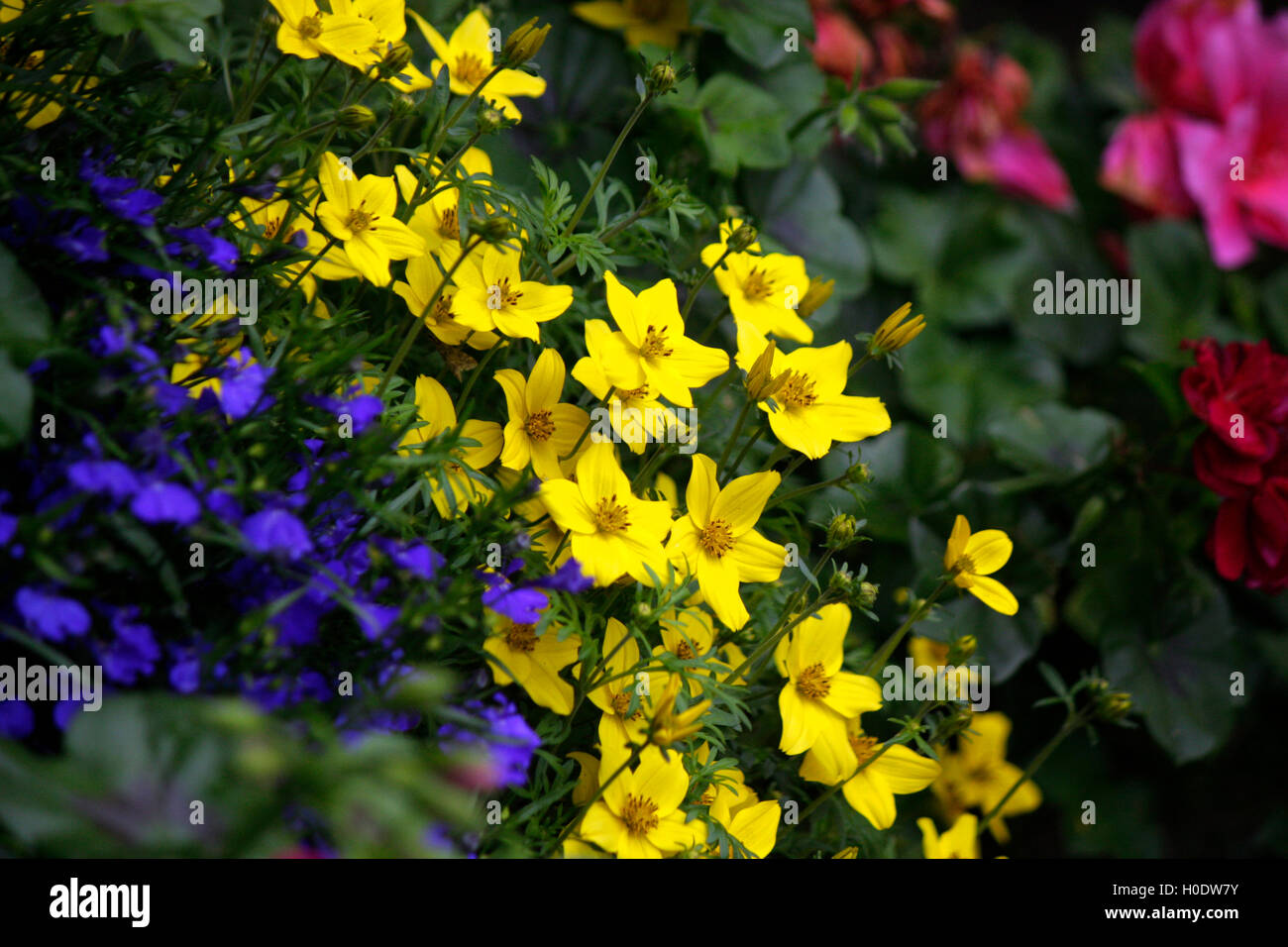 Blume, Alpen, Oesterreich. Stock Photo