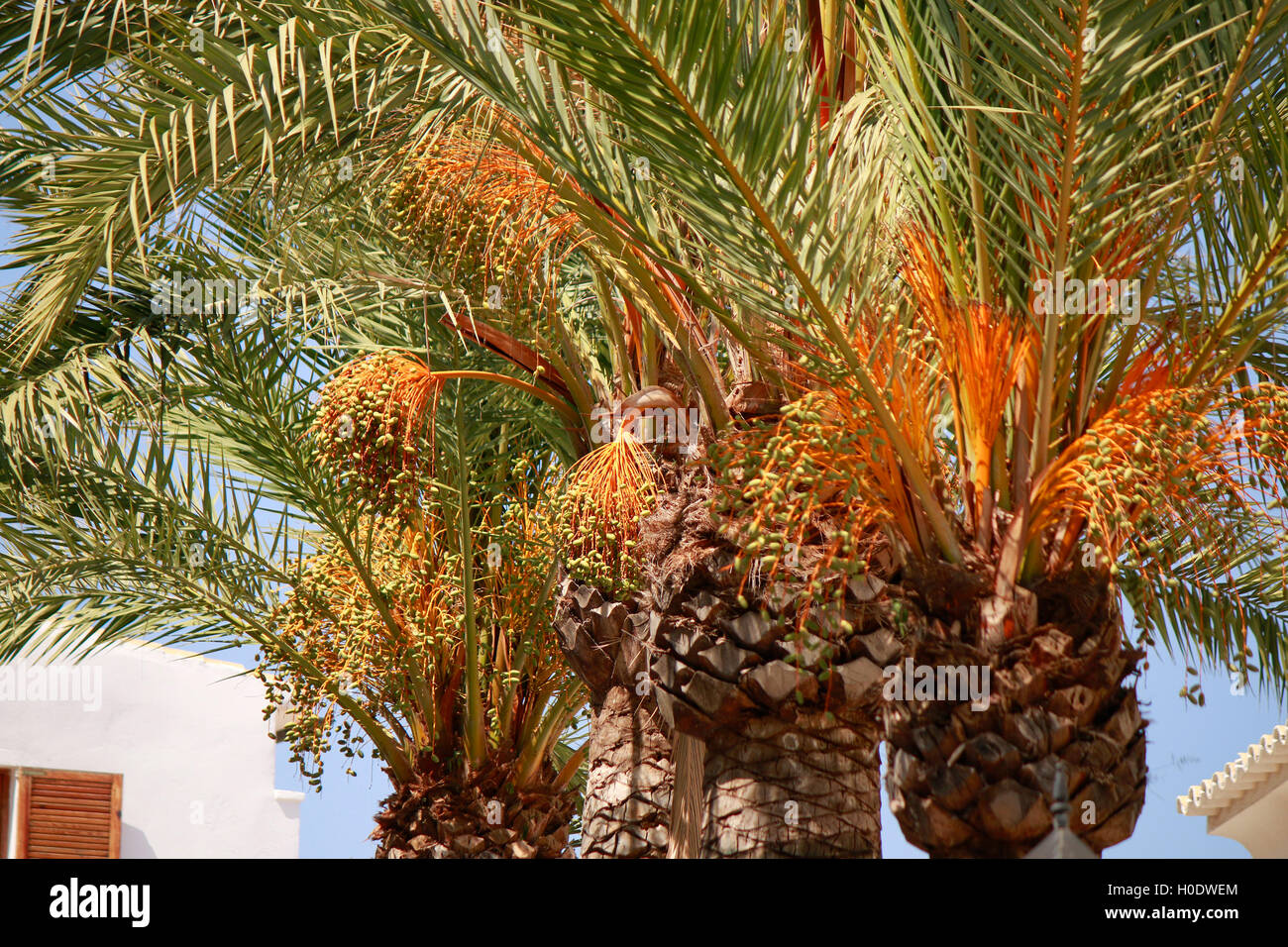Palme, Ibiza-Stadt, Ibiza, Spanien. Stock Photo