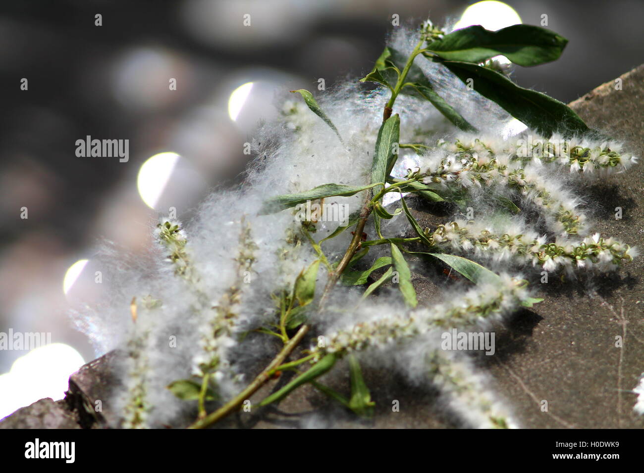 Cottonwood tree fluff hires stock photography and images Alamy