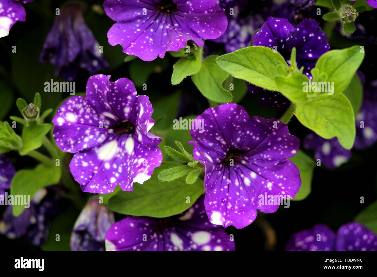 A cluster of purple with white points petunias and green leaves Stock ...