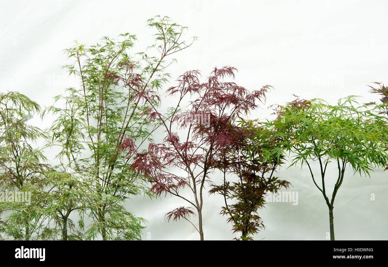 Line of Acer trees in pots for sale at a flower show. UK Stock Photo