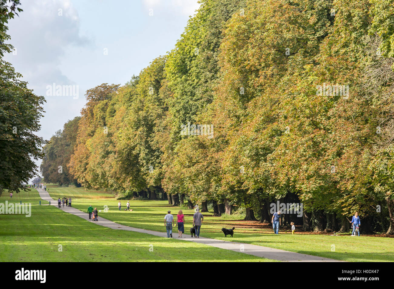 A late summer walk in Cirencester Park, Cirencester, Gloucestershire, England, UK Stock Photo