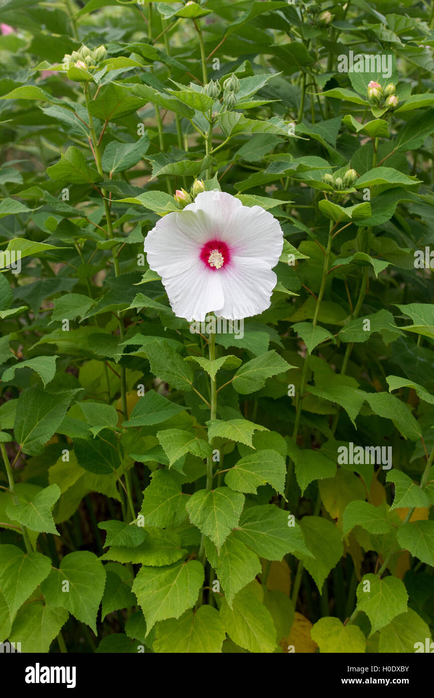 Hibiscus moscheutos. Rose mallow flower Stock Photo