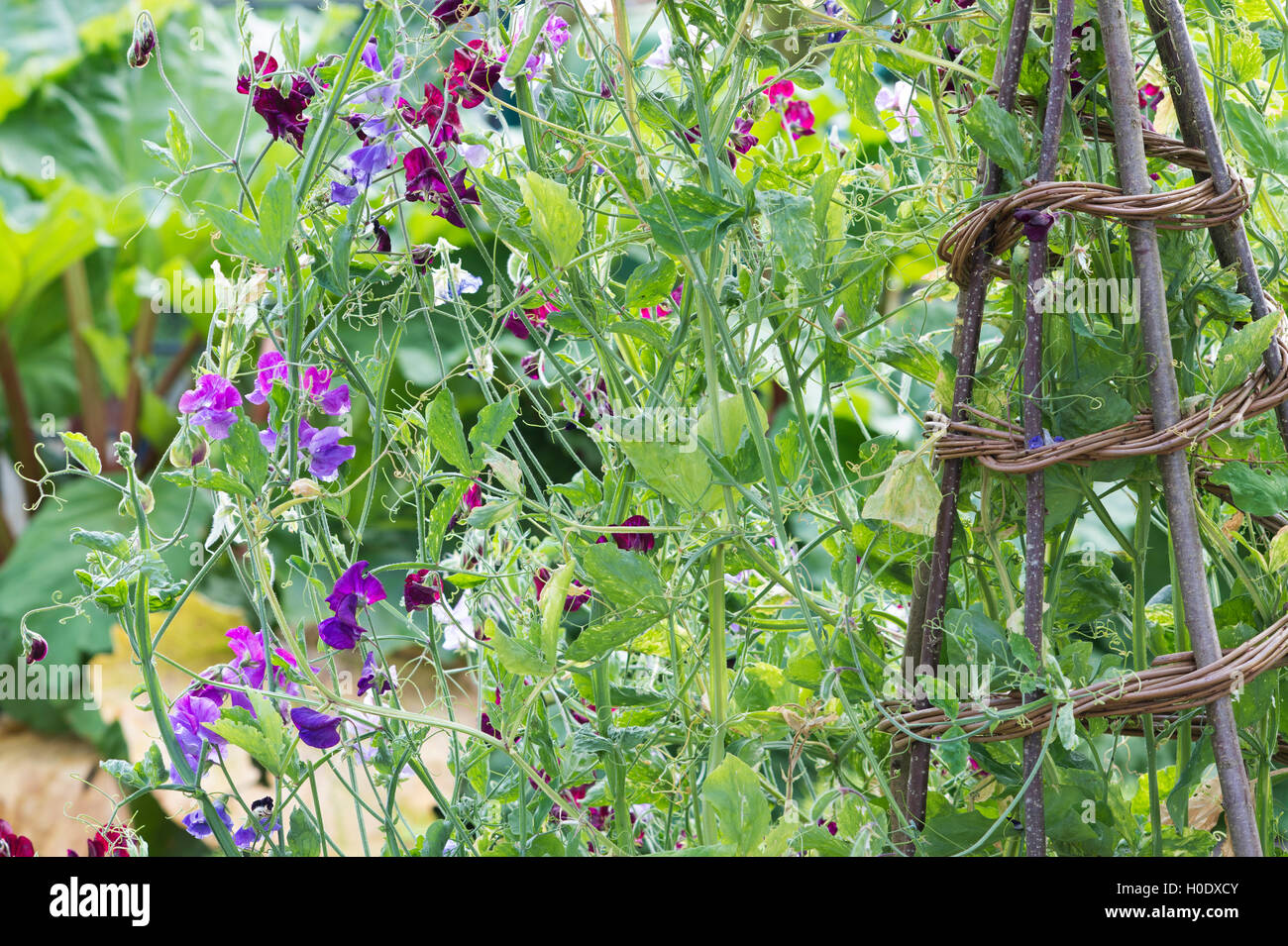 Lathyrus odoratus. Sweet Pea flowers on hazel sticks wigwam support in a vegetable garden. UK Stock Photo