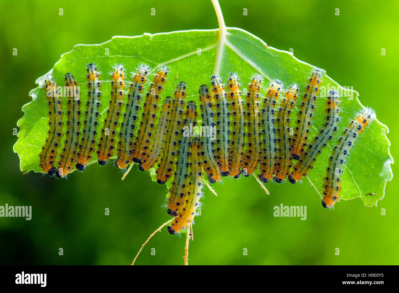 Poplar Sawfly feeding gregariously Cladius Grandis Stock Photo